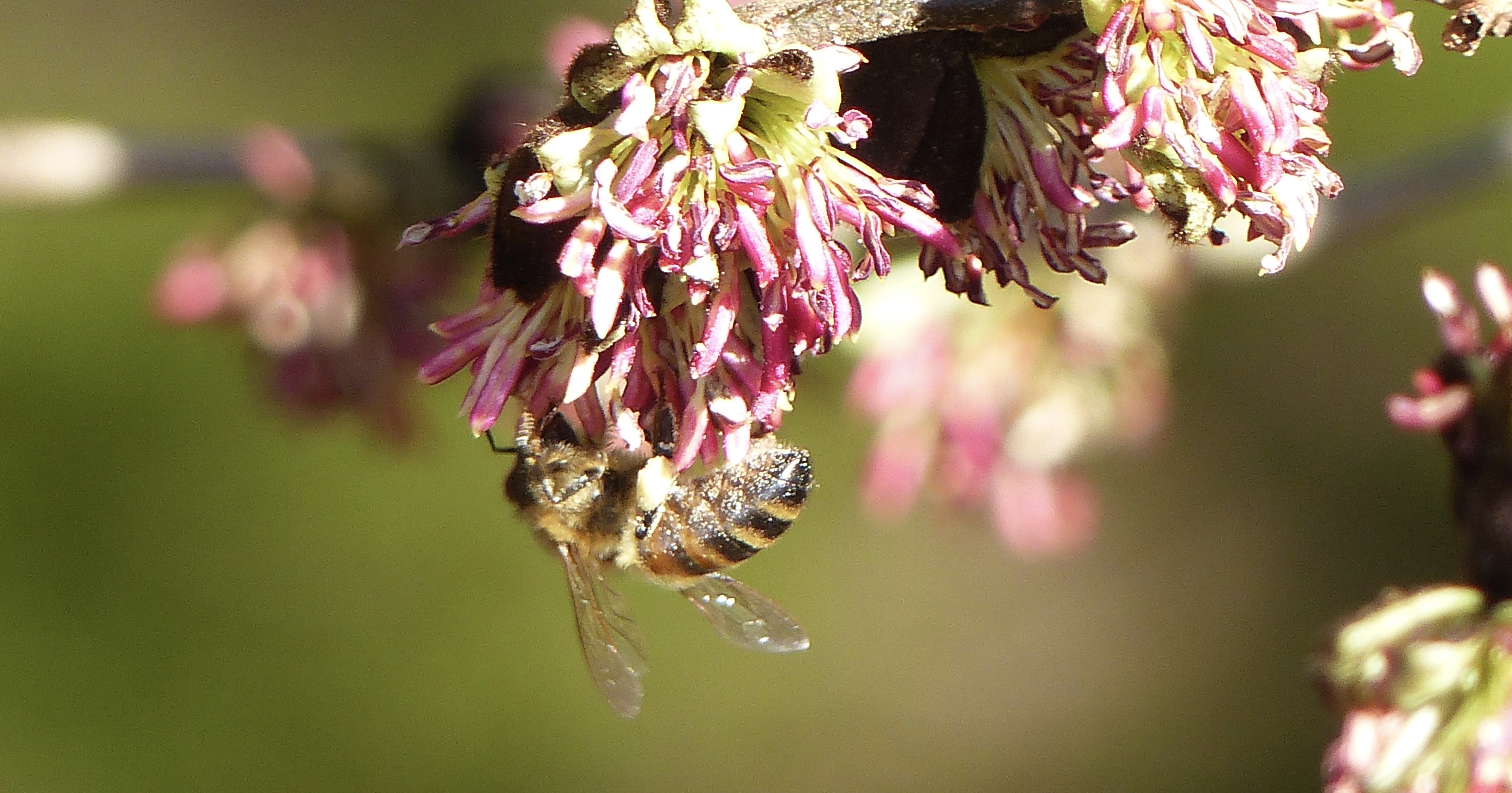 Bee Carrying a Heavy Load by Sue Cooper · 365 Project