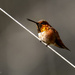 Rufous Male on a Wire