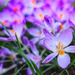 Crocuses by neil_ge