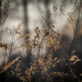 In the evening light by haskar