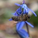 Blue by dragey74