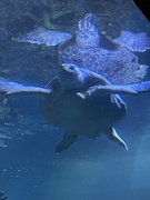 1st Mar 2025 - Turtle