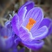 Crocus by carole_sandford