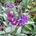 went to Holehird for Spring flowers