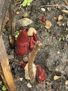 10th Feb 2025 - Peony shoots