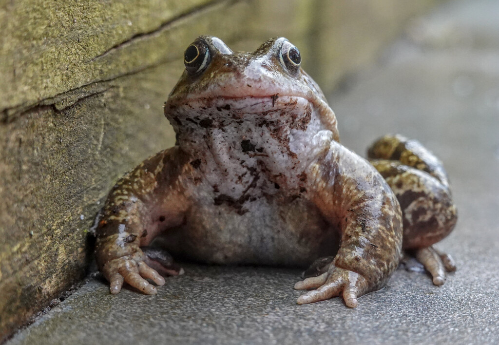 Morning Visitor  by phil_howcroft