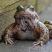 Morning Visitor  by phil_howcroft
