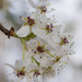 Callery Pear by kvphoto