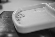7th Mar 2025 - Cheerioe