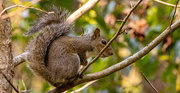 7th Mar 2025 - Mr Squirrel Was Checing Things Out!