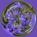 I have not found another purple flower by ludwigsdiana