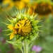 Sunflower bud and cosmos by ludwigsdiana