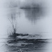 Willamette River