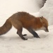 The Pounce! by radiogirl