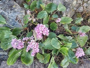8th Mar 2025 - Spring colour.....
