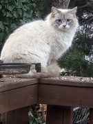 8th Mar 2025 - Neighbor Cat on My Deck