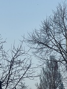 8th Mar 2025 - IMG_5977