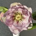 Hellebore by susiemc