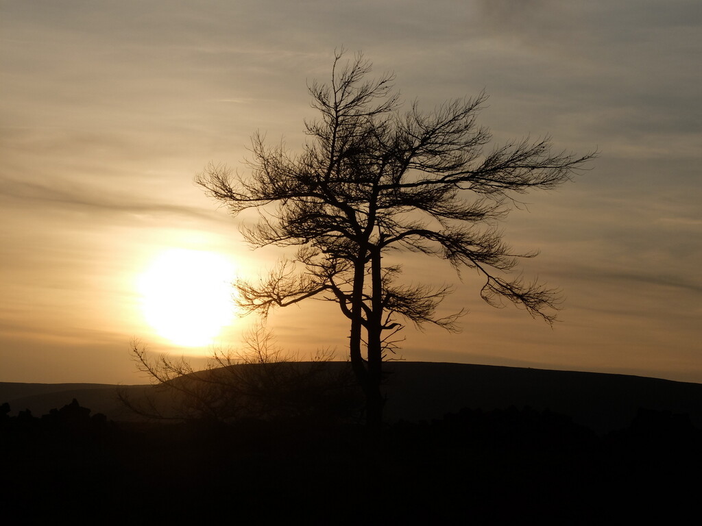 only tree around by minsky365
