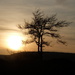 only tree around