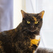 Our cat named Mazekeen