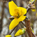 3 5 Forsythia 