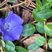 3 5 Periwinkle 