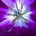 Purple 2 by shutterbug49