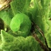green 1