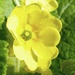 yellow2025