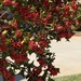 3 6 Holly