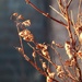 With the Sun