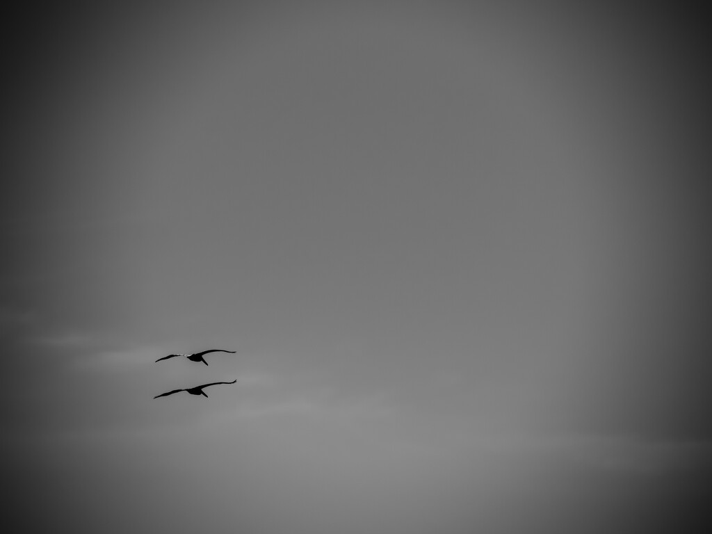 two birds by northy