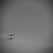 two birds