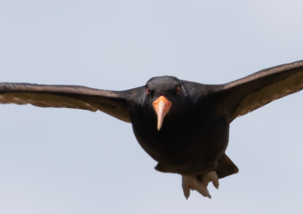 swooping in for a nosey  by creative_shots