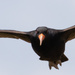 swooping in for a nosey 