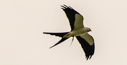 8th Mar 2025 - Swallowtail Kite With a Snack!