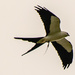 Swallowtail Kite With a Snack!