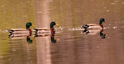 8th Mar 2025 - Three Male Quackers in a Row!