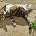 Oh To Be A Cat!! by 30pics4jackiesdiamond