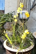 9th Mar 2025 - Mini-daffs......