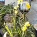 Mini-daffs......