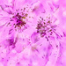 Two Anenomes~~~~~~~~ by ziggy77