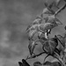 Ivy...