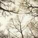 Treetops Tossing