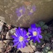 Reflected in the flowerpot. by wakelys