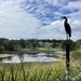 Randwick Environmental Park.  Sydney. 
