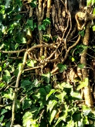 9th Mar 2025 - Ivy Vines