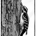 Tree Hugger