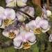 Orchid by susiemc